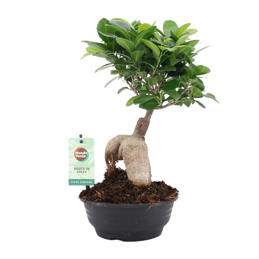 Ficus Ginseng Ø16cm – Pflegeleichte Zimmerpflanze