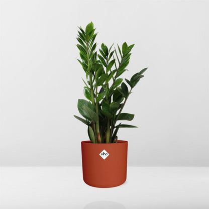Zamioculcas – Pflegeleichte Zimmerpflanze 45-50 cm im ELHO Topf