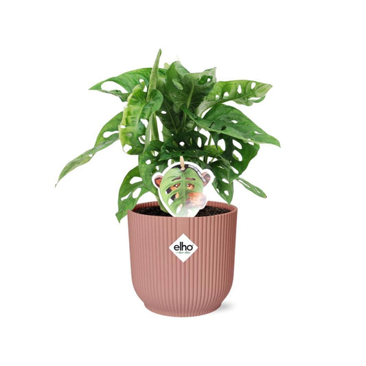 Monstera ‘Monkey Leaf’ in ELHO Vibes Fold 14cm Rosa