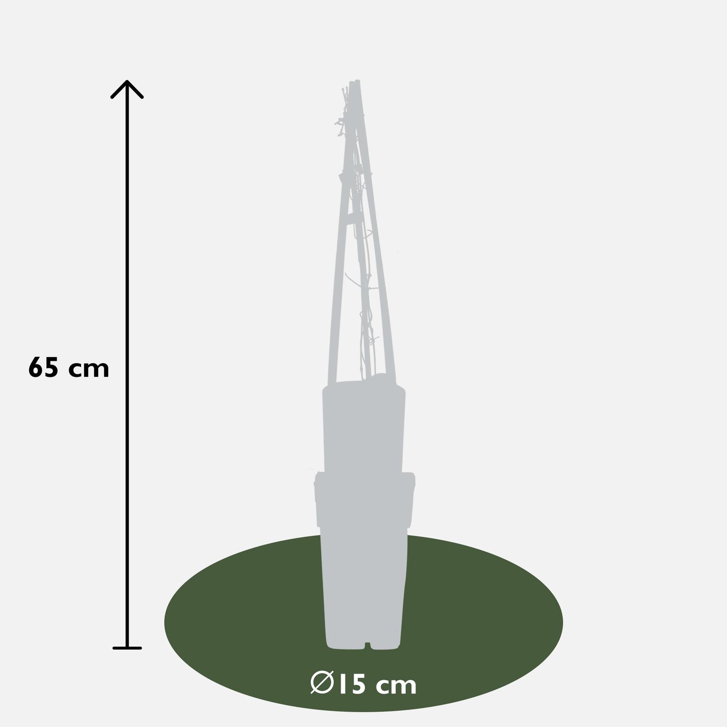 Clematis Multi Blue – Zweimalblühende Waldranke