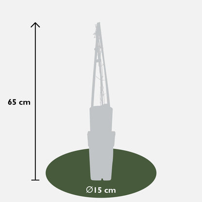 Clematis Multi Blue – Zweimalblühende Waldranke