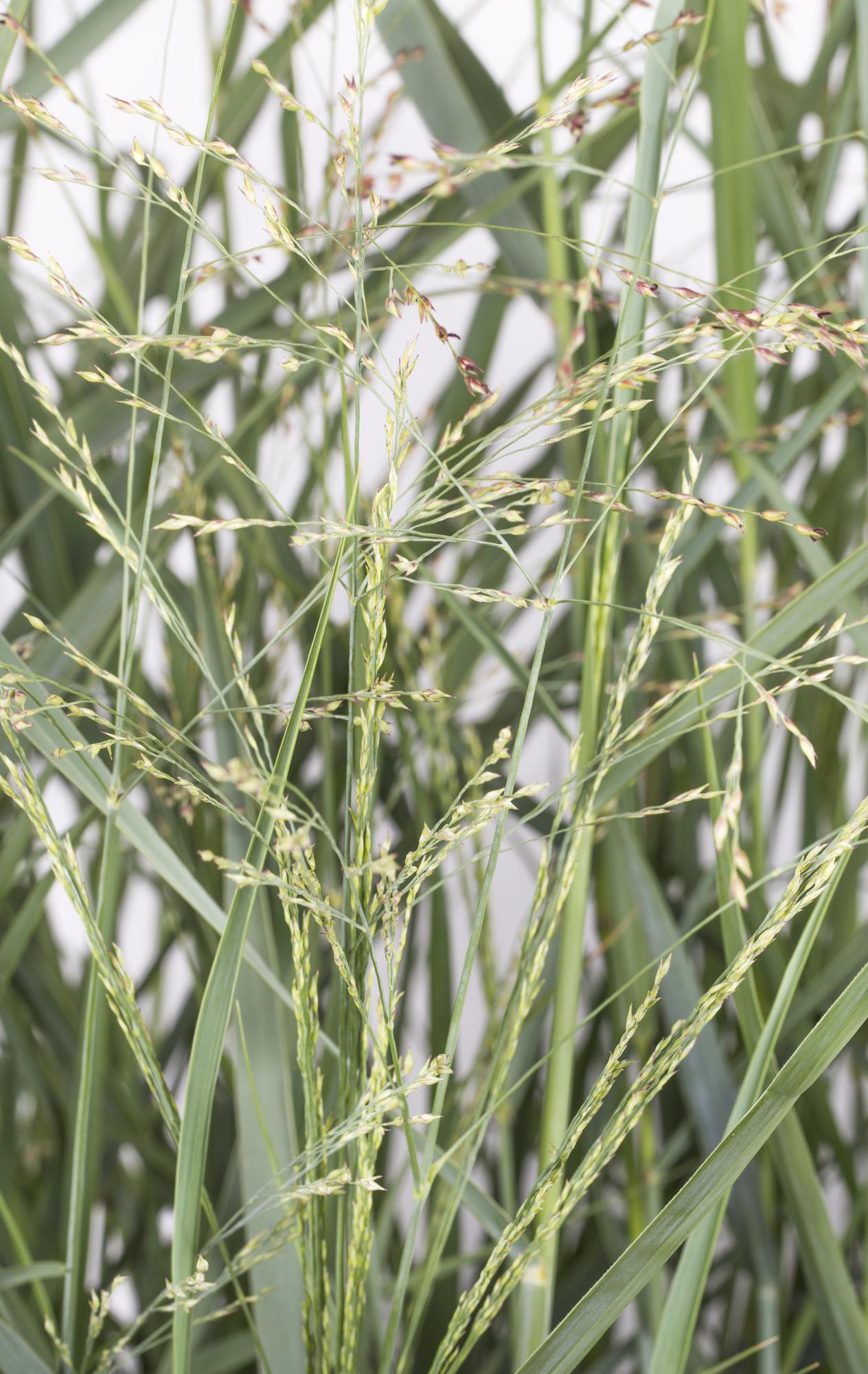 Panicum virgatum 'Prairie Sky' – Pflegeleichtes Ziergras Ø19cm