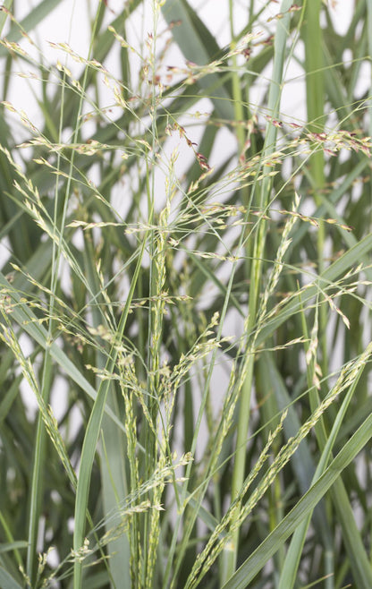 Panicum virgatum 'Prairie Sky' – Pflegeleichtes Ziergras Ø19cm