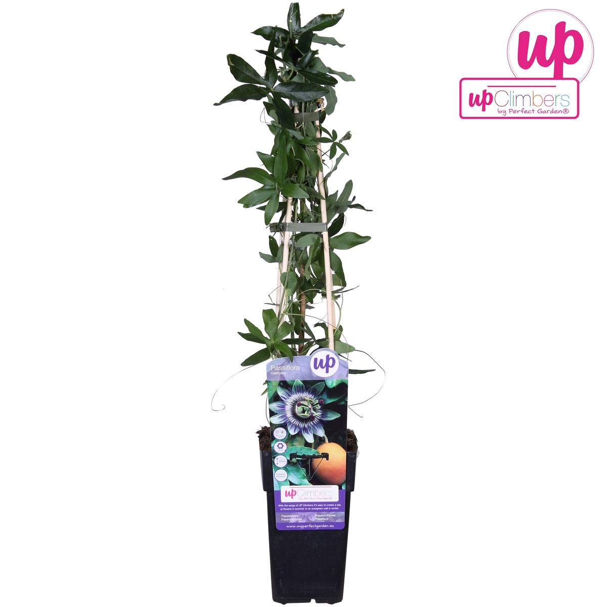 Passionsblume Blau – Exotische Kletterpflanze Ø15cm, 65cm hoch