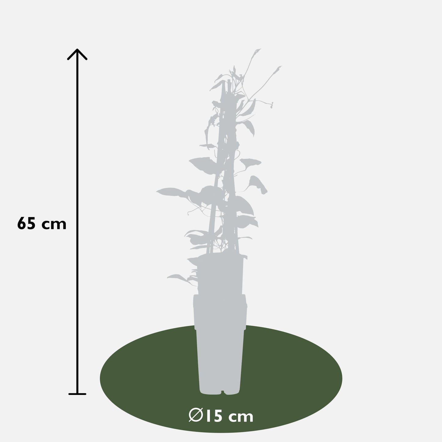 Clematis Rouge Cardinal – Großblütige Kletterpflanze Ø15cm