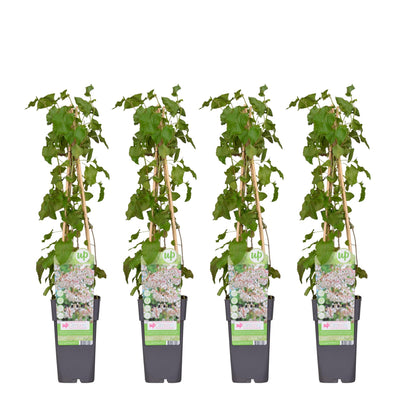 4x Fallopia baldschuanica – Robuster Kletterer Ø15cm, 65cm hoch