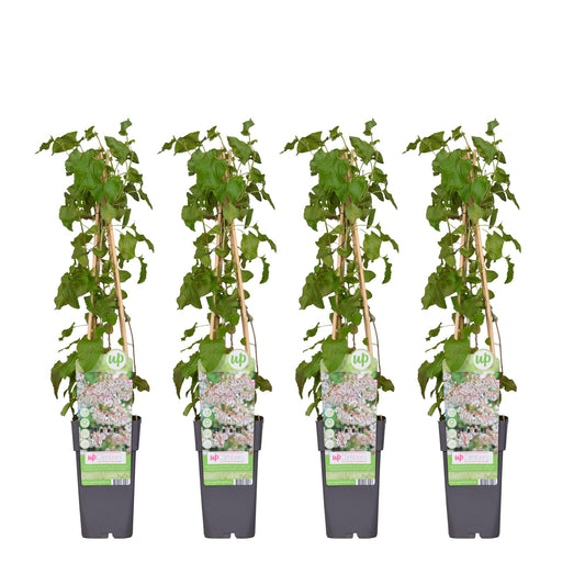 4x Fallopia baldschuanica – Robuster Kletterer Ø15cm, 65cm hoch