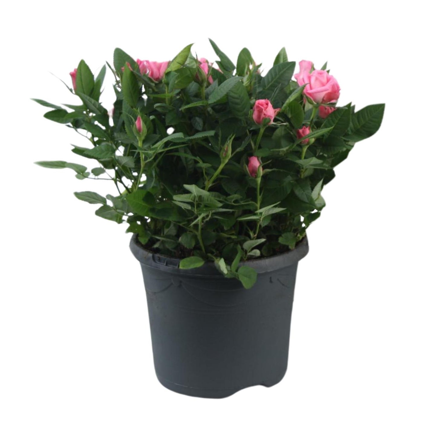 Topfrose Rosa Jewel Patio Sparkling Ø17cm, 30cm Höhe
