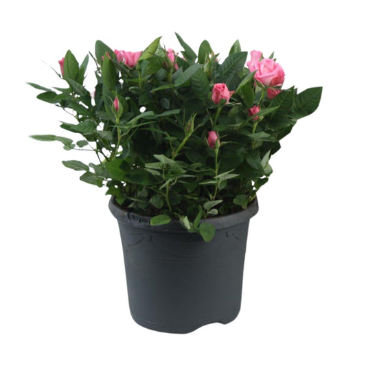 Topfrose Rosa Jewel Patio Sparkling Ø17cm, 30cm Höhe