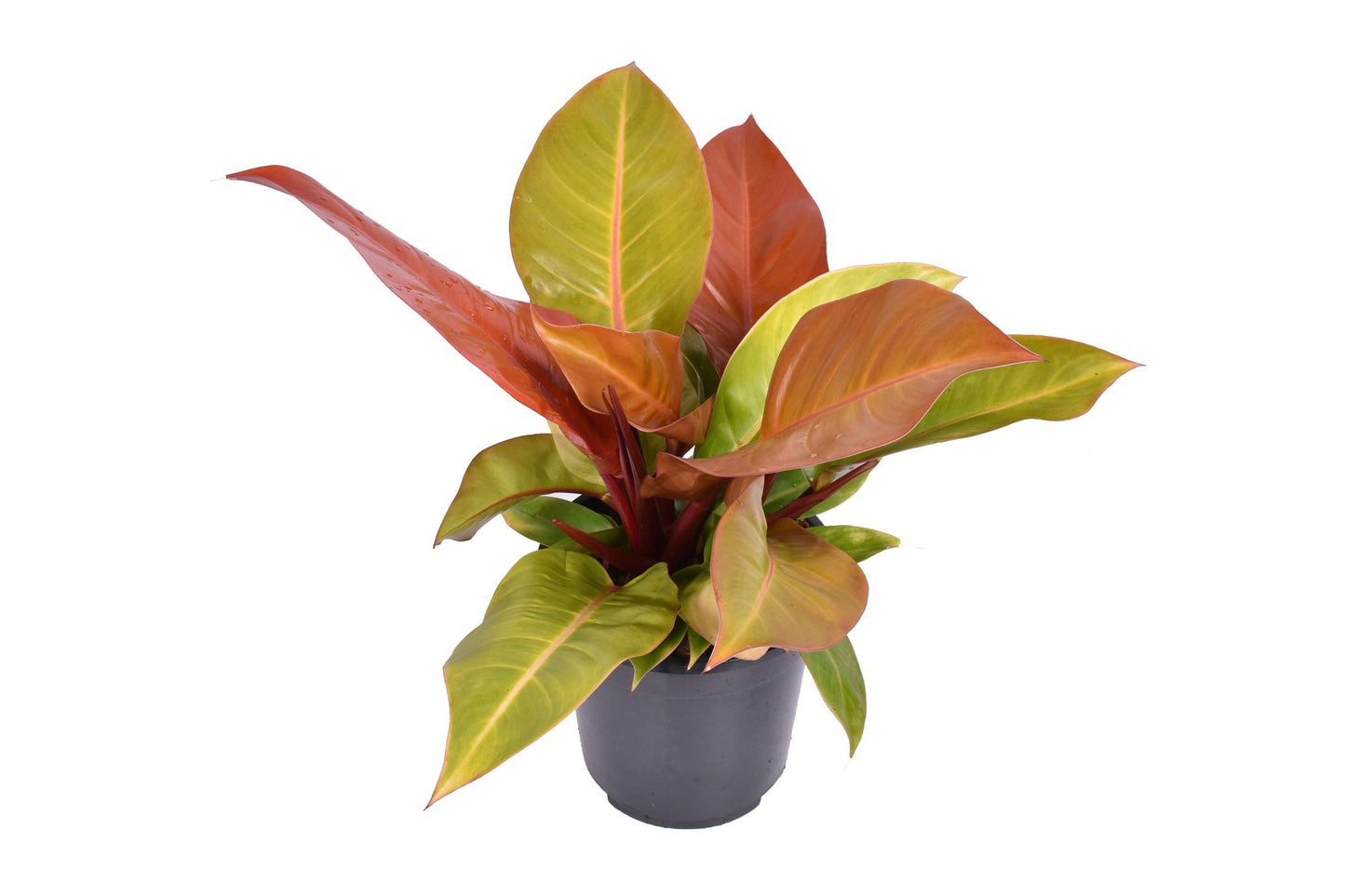 Philodendron Prince Of Orange – Trendige, pflegeleichte Zimmerpflanze