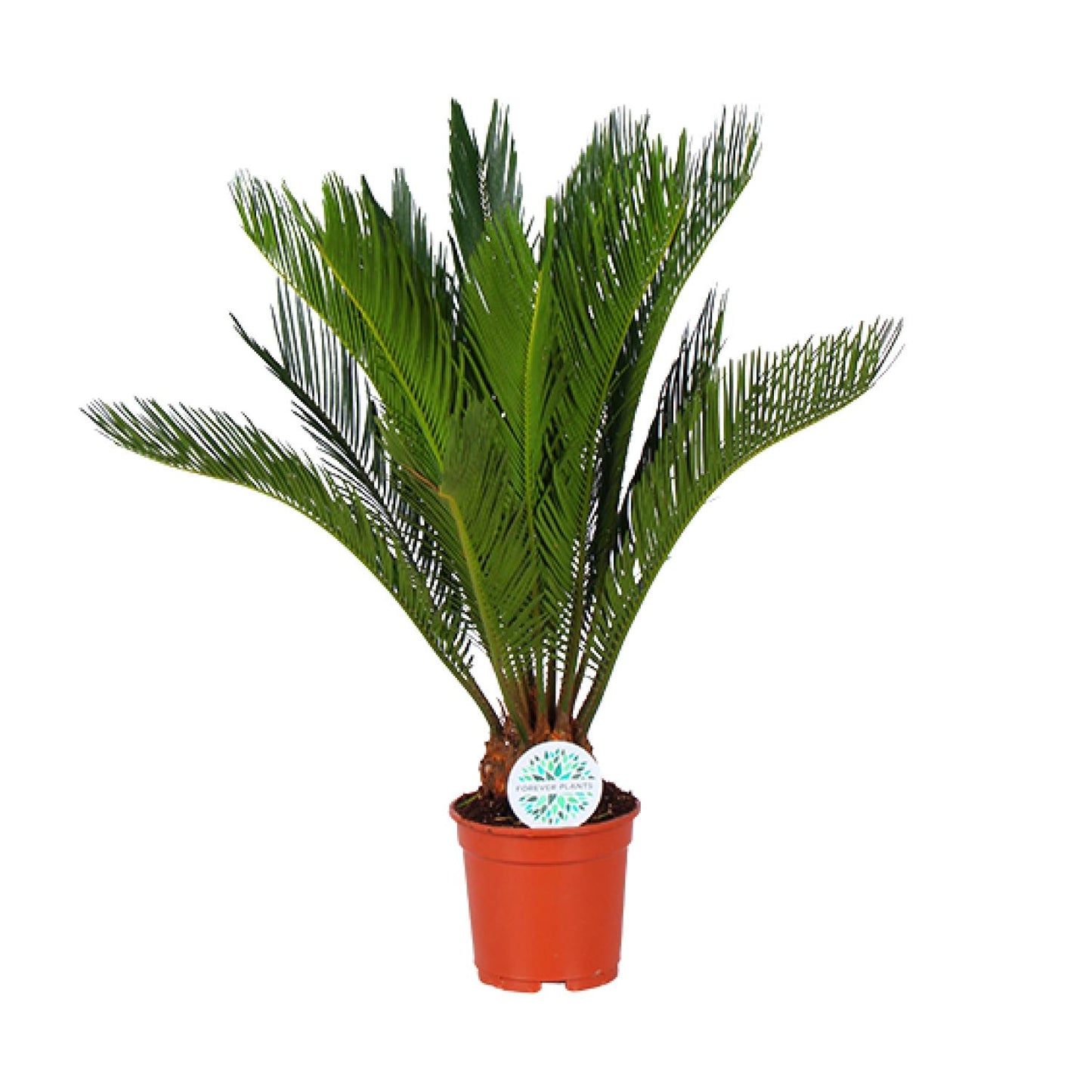 Cycas Revoluta – Pflegeleichte Farnpalme Ø17cm, ca. 70cm hoch