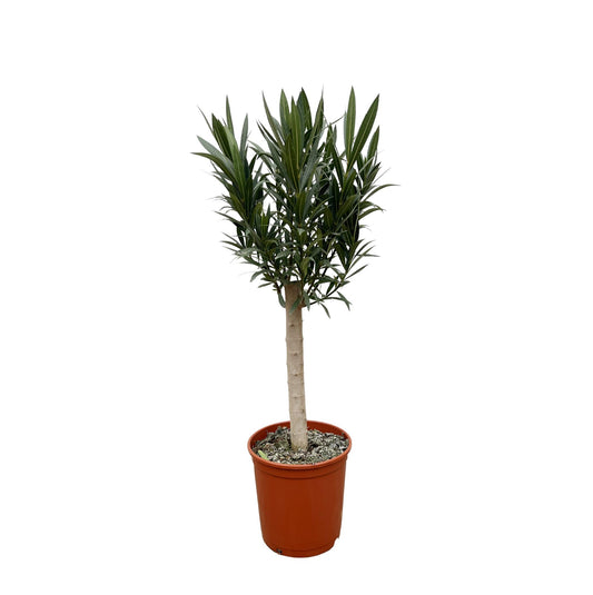 Nerium Oleander Stamm mit rosa Blüten – 110 cm