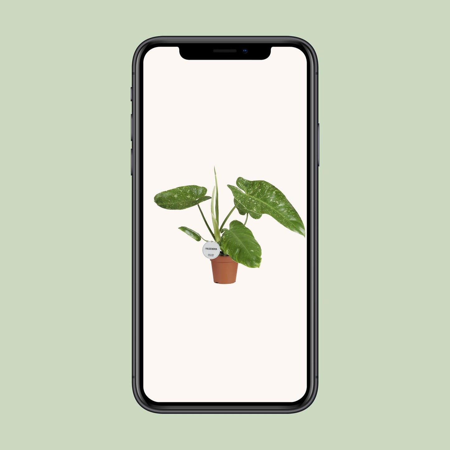 Philodendron Jose Buono – Pflegeleichte Zimmerpflanze Ø15cm