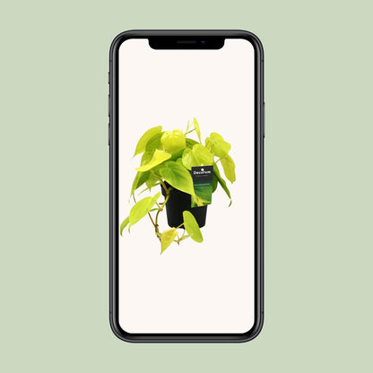 Philodendron Lime – Pflegeleichte Zimmerpflanze Ø12cm