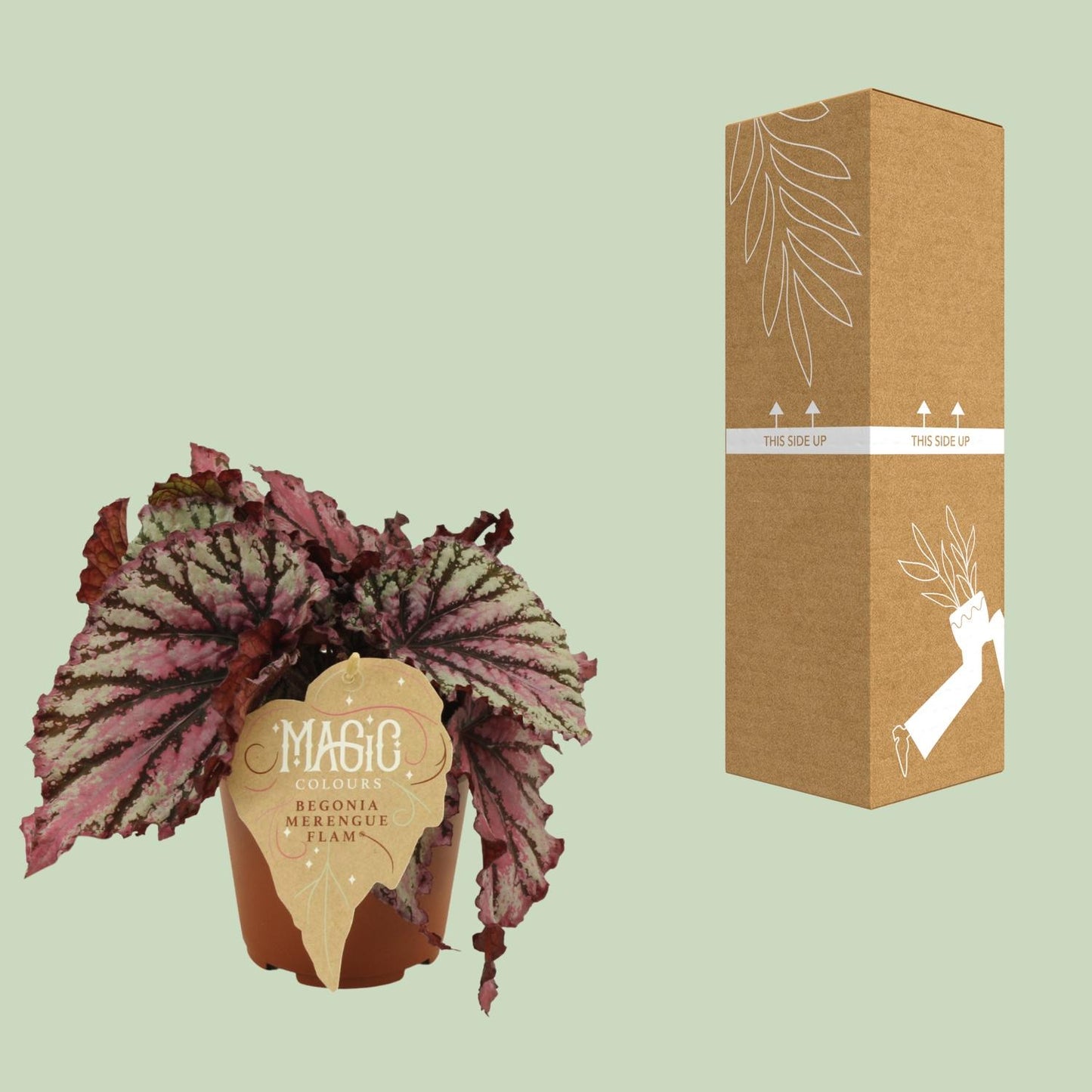 Begonia Rex Merenque – Lebendige Zimmerpflanze Ø12cm