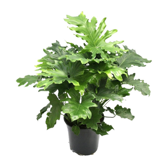 Philodendron Xanadu – Pflegeleichte tropische Zimmerpflanze Ø21cm