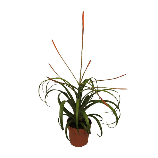 Tillandsia Flabelatta – Pflegeleichte Luftpflanze Ø12cm