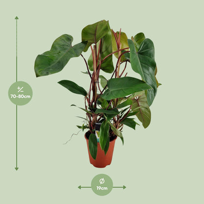 Philodendron Red Twins – Pflegeleichte Zimmerpflanze Ø19cm