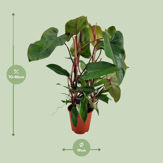 Philodendron Red Twins – Pflegeleichte Zimmerpflanze Ø19cm