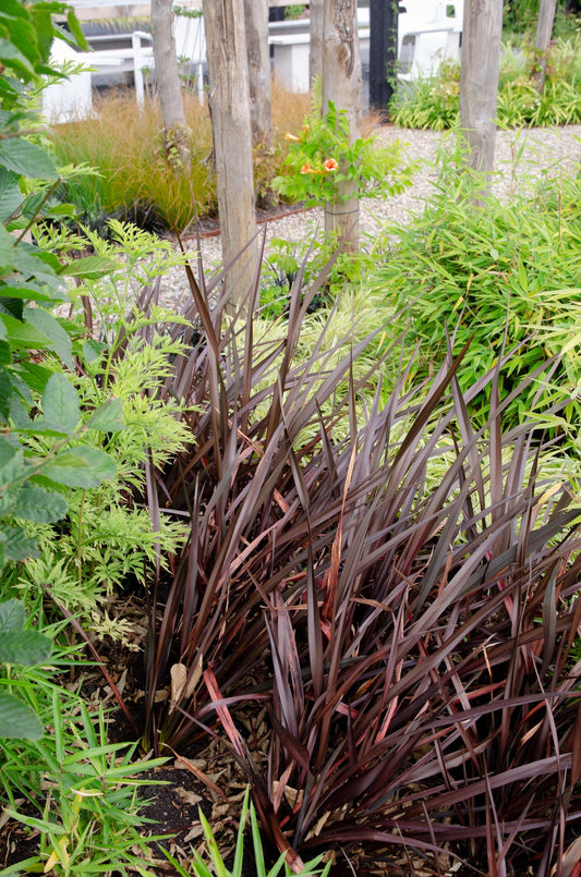 Phormium 'Rubra Nana' – Robustes Ziergras Ø14cm