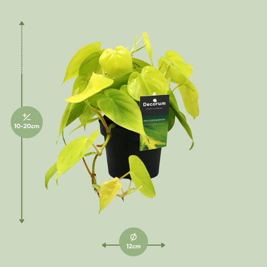 Philodendron Lime – Pflegeleichte Zimmerpflanze Ø12cm