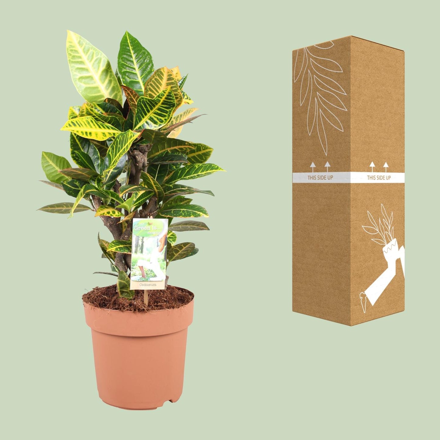 Codiaeum Petra – Farbintensiver Croton Ø21cm, 60cm hoch