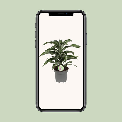 Dracaena Jade Jewel – Pflegeleichte Zimmerpflanze Ø17cm