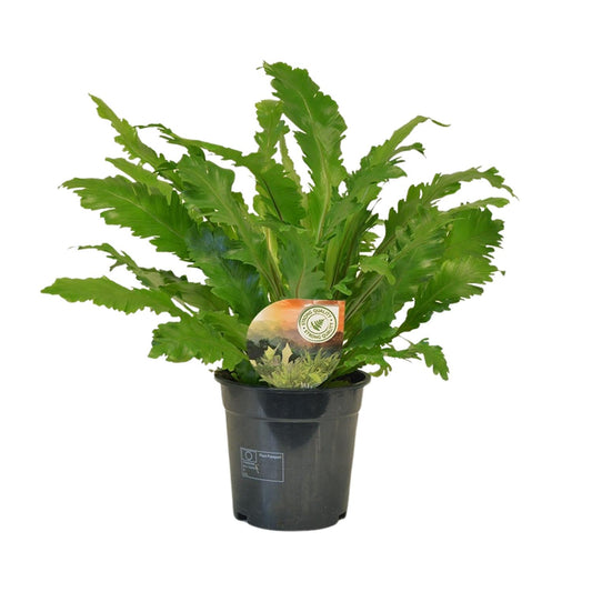Asplenium Campio – Pflegeleichter Zimmerfarn Ø17cm