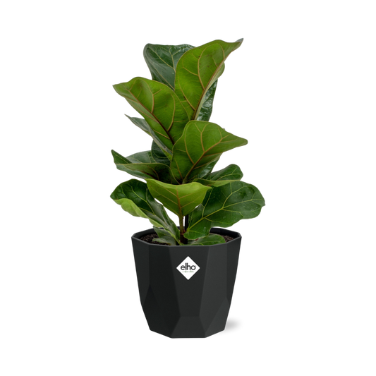 Ficus Lyrata ‚Bambino‘ – Pflegeleichte luftreinigende Zimmerpflanze