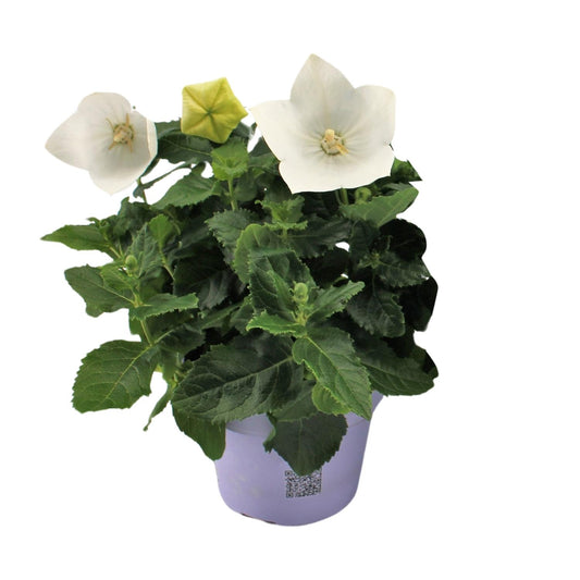 Platycodon White – Ballonblume Ø12cm, 22cm Höhe