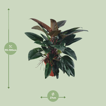 Philodendron Congo Rojo – Pflegeleichte Tropische Zimmerpflanze 100 cm