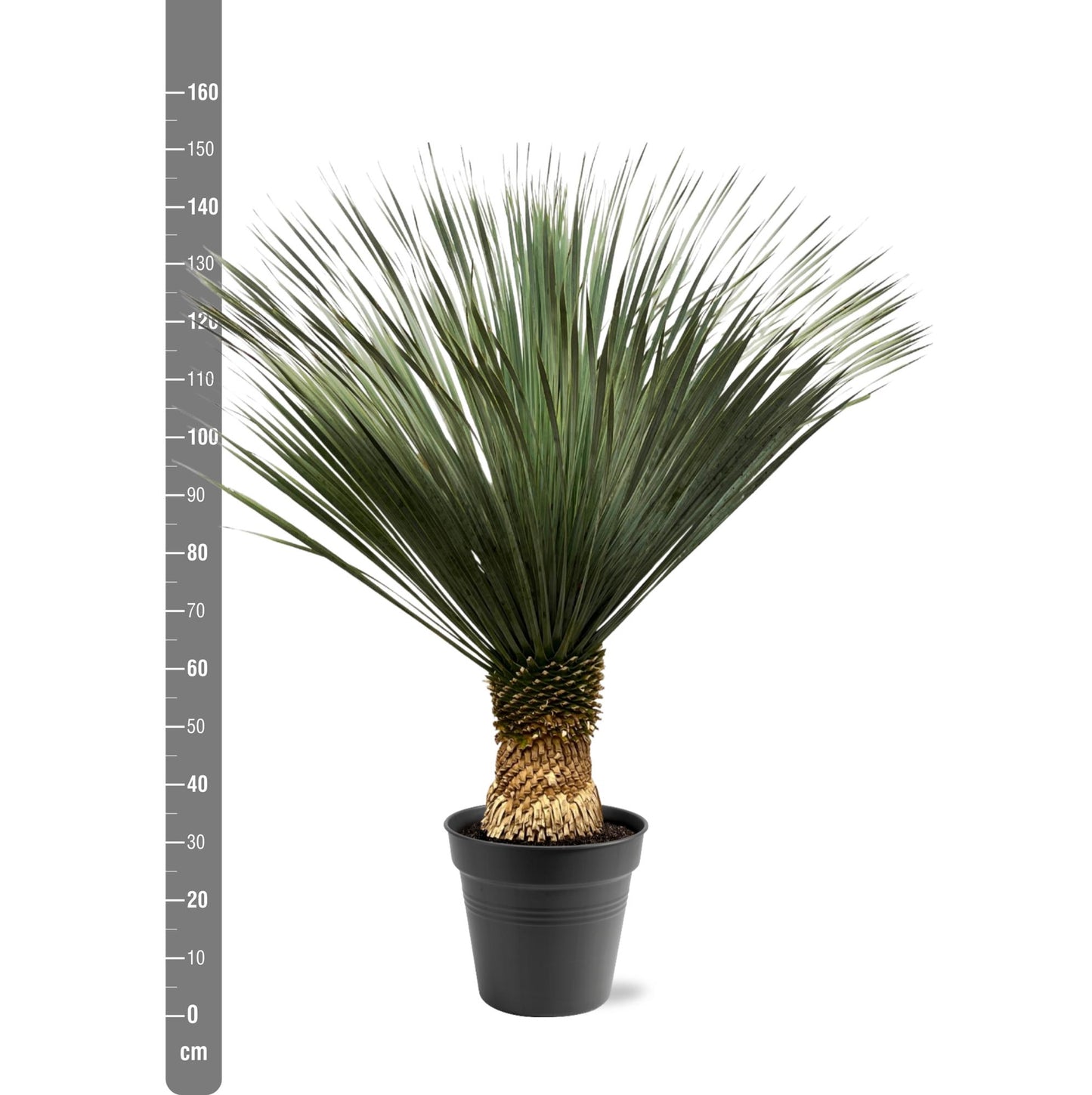 Yucca Rostrata – Robuste und pflegeleichte Zimmerpflanze 130–150 cm