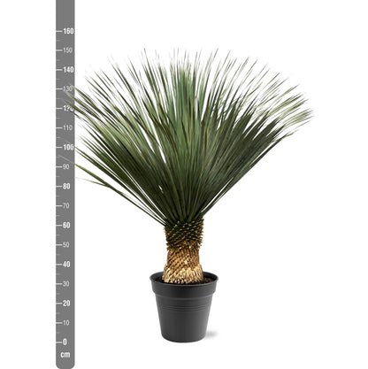 Yucca Rostrata – Robuste und pflegeleichte Zimmerpflanze 130–150 cm