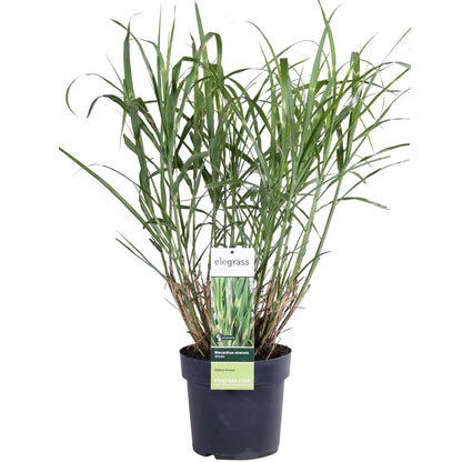 Zebragras Strictus – Exotisches Ziergras 60 cm