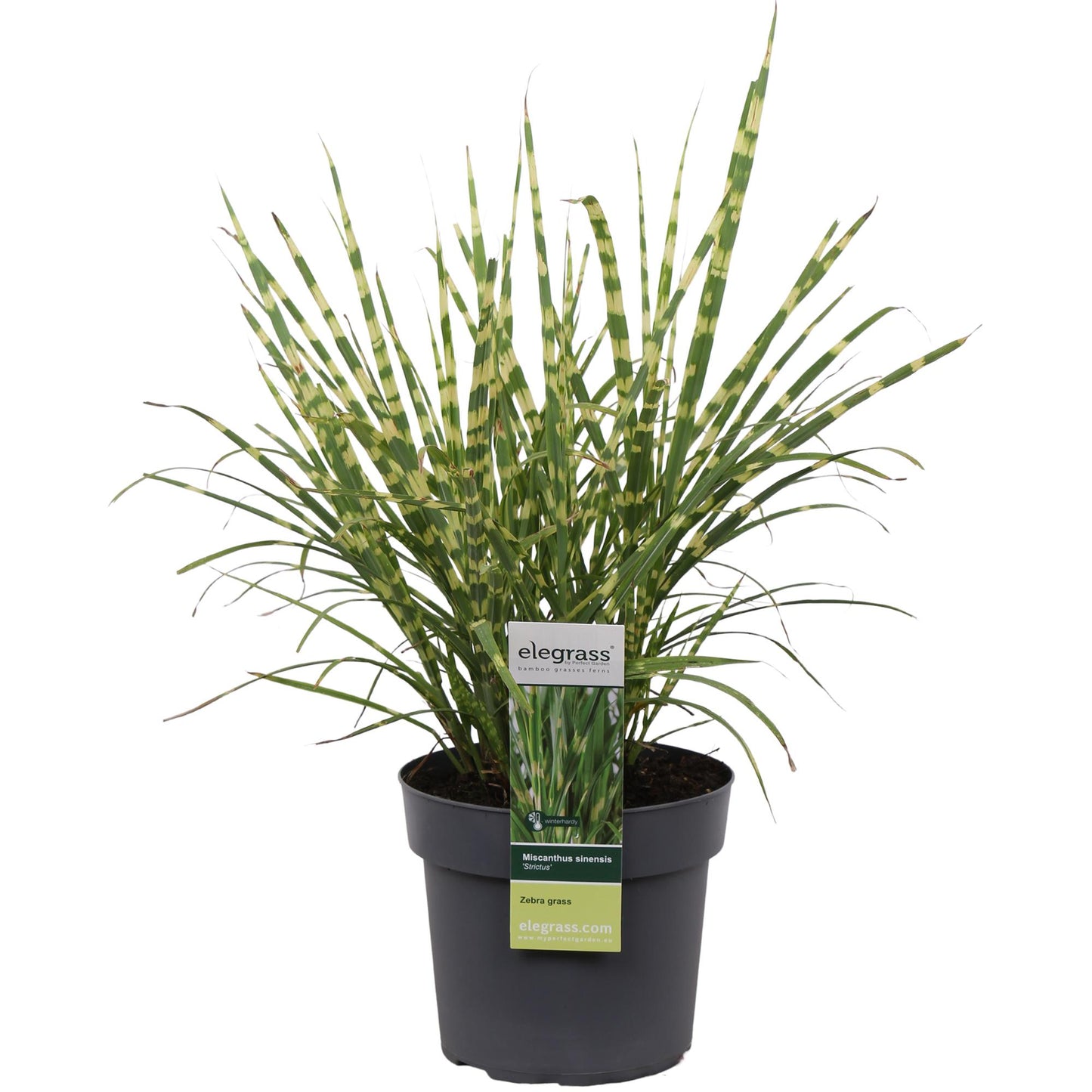 Zebragras Strictus – Exotisches Ziergras 60 cm