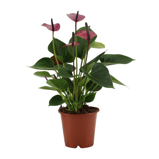 Anthurium Baby Purple – Tropische Zimmerpflanze Ø12cm