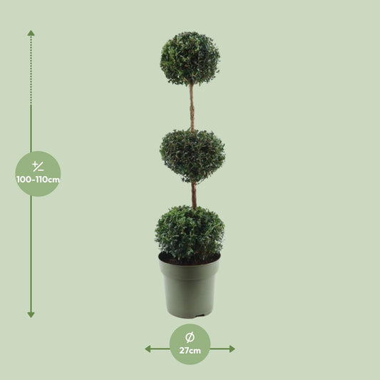 Buchsbaum Trio-Ball Ø27cm, 110cm hoch – Pflegeleichter Formschnitt-Klassiker