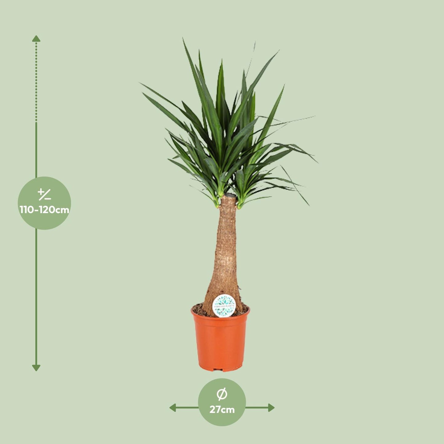Yucca – pflegeleichte Zimmer- und Gartenpflanze Ø27cm, 120cm hoch