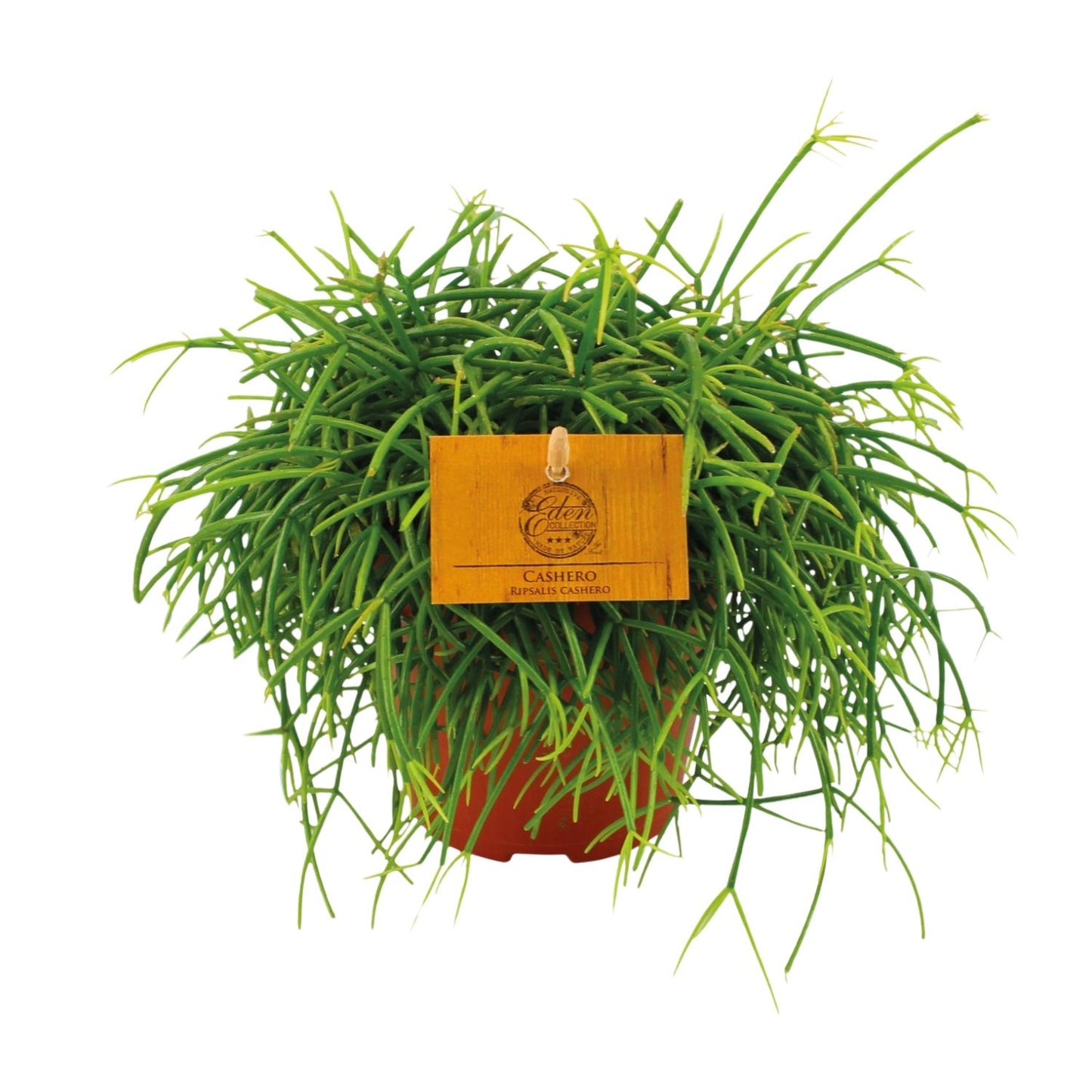 Rhipsalis Cashero Ø12 cm – Pflegeleichte Hängepflanze