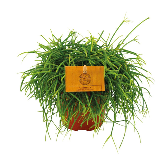 Rhipsalis Cashero Ø12 cm – Pflegeleichte Hängepflanze