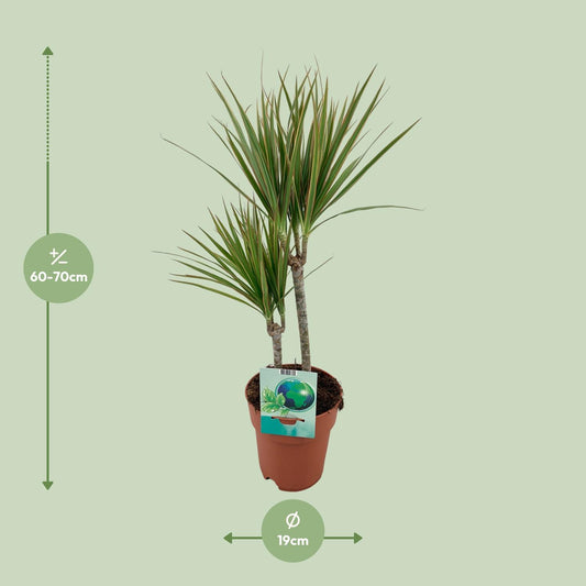 Dracaena Marginata Bicolor – Pflegeleichter Drachenbaum Ø19cm