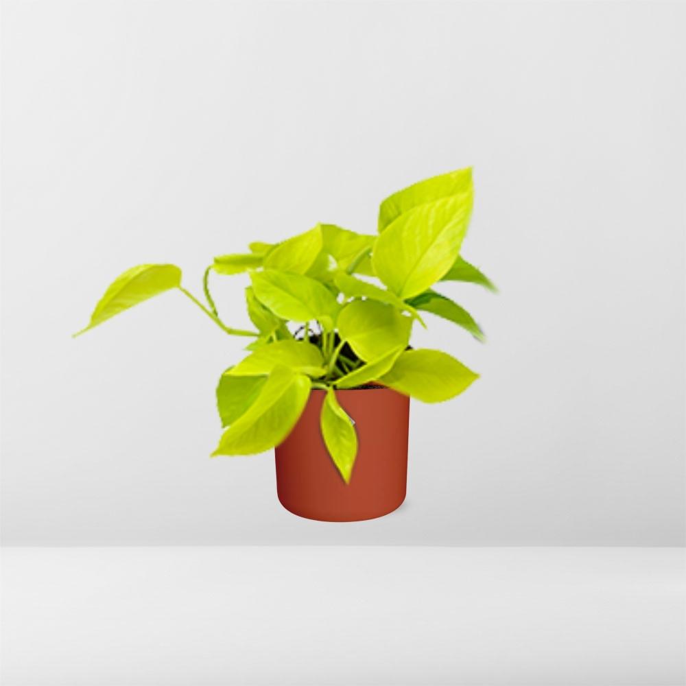 Epipremnum Pinnatum ‘Golden Pothos’ in ELHO b.for soft rond 14cm brique