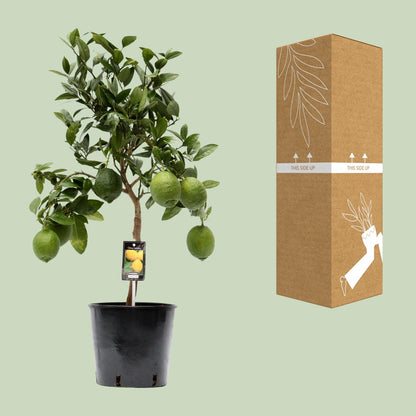 Citrus Lemon – Sonnige Zitruspflanze Ø22cm, 80cm hoch