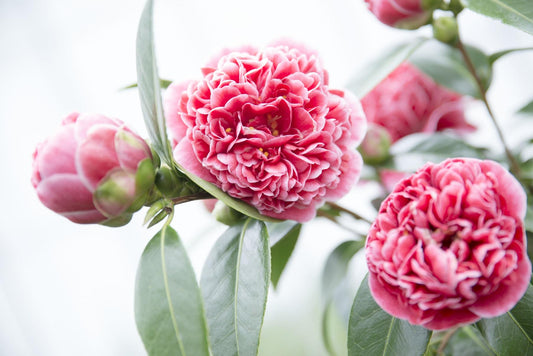 Camellia japonica 'Volunteer' – Pflegeleichte Blühpflanze Ø13cm