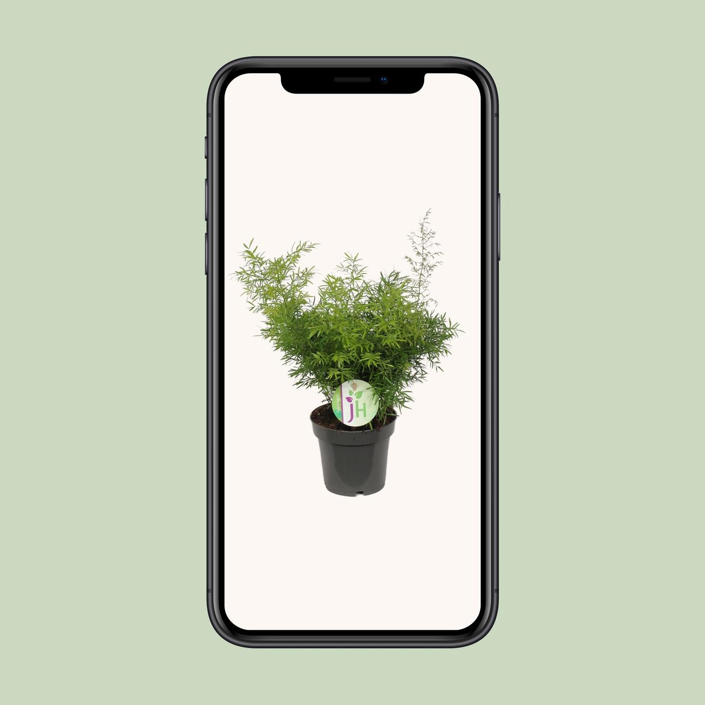 Asparagus Cwebe – Pflegeleichter Spargelfarn Ø12 cm