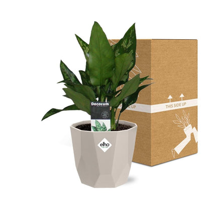 Aglaonema Maria in ELHO b.for rock 14 cm warm grey – Pflegeleichte Zimmerpflanze