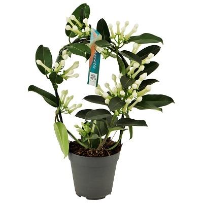 Stephanotis Boog – Duftende Kletterpflanze Ø12cm