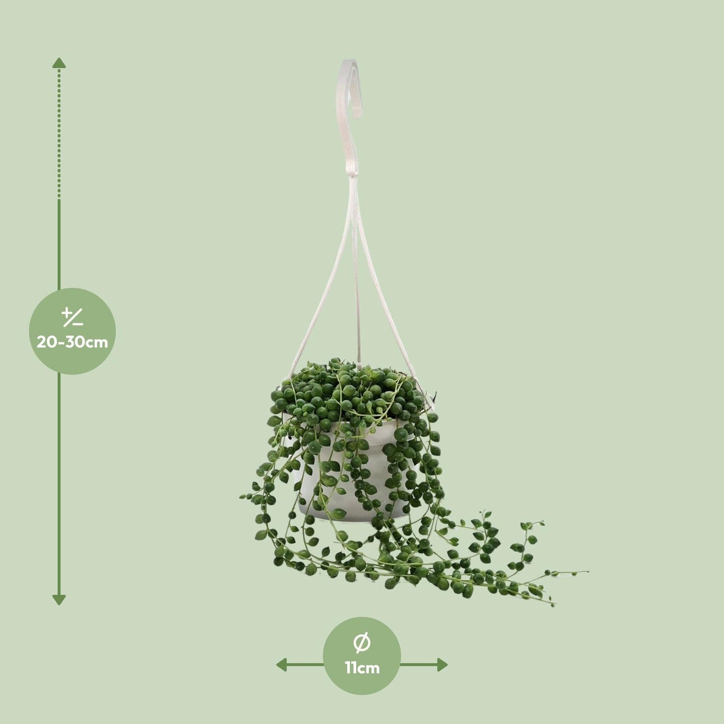 Senecio Rowleyanus – Pflegeleichte Zimmerpflanze Ø11cm
