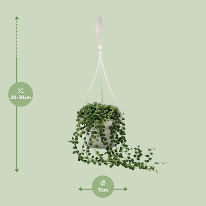 Senecio Rowleyanus – Pflegeleichte Zimmerpflanze Ø11cm