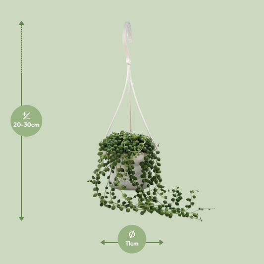 Senecio Rowleyanus – Pflegeleichte Zimmerpflanze Ø11cm